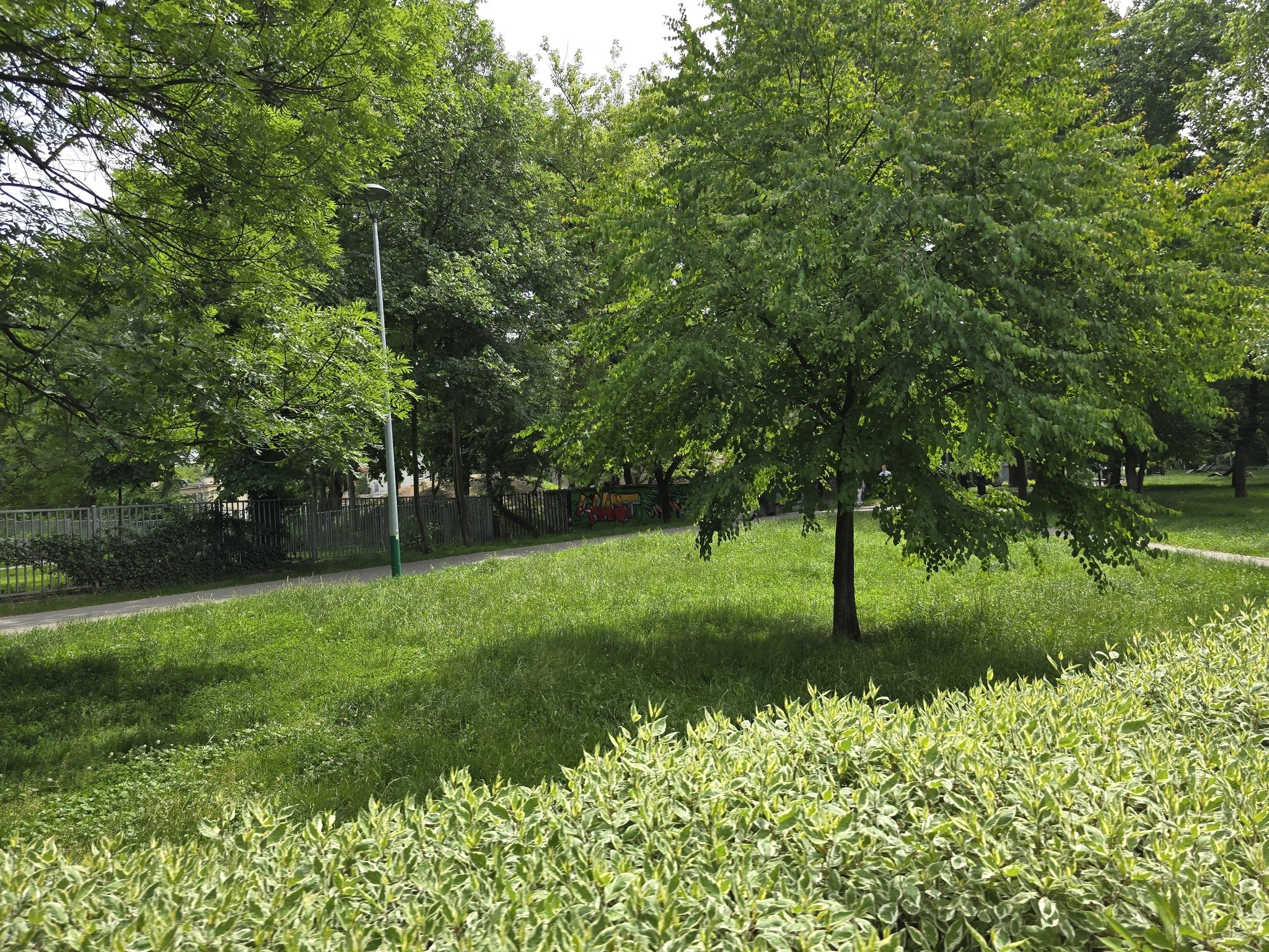 Zielona rewolucja. Miasto, drzewa i ludzie